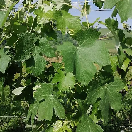 La Volpe Tra Le Vigne Bed & Breakfast