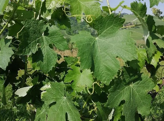 La Volpe Tra Le Vigne Bed & Breakfast